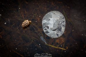 Ice Miscellany Jan 2018