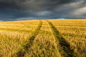 tracks