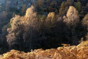 Autumn Birches Craigellachie