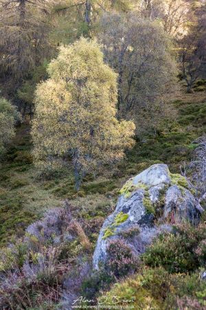 Autumn Textures Birnam Hill
