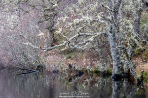 By The Waters Edge