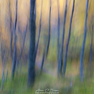 Craigellachie Autumn