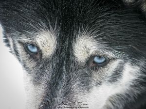 Husky