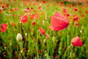 Poppies