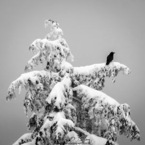 Raven Mount Seymour