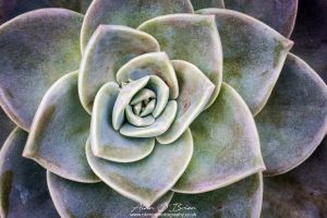 Succulent Botanic Gardens Inverness