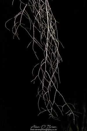 Sunlit Branch