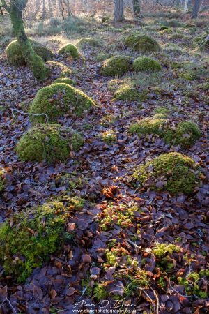 Sunlit Forest