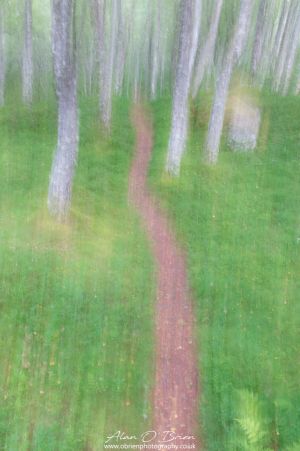 The Path