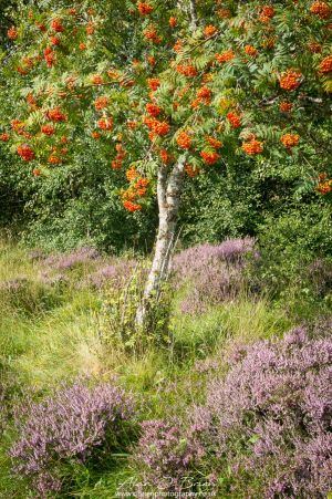The Rowan and the Heather Insch Marshes