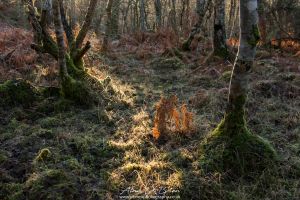 The Shining Path