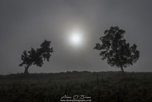 Through the Mist