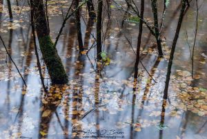 Waterlogged