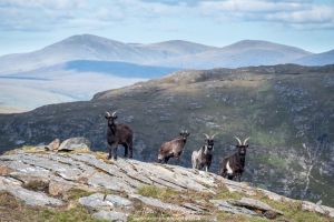 Wild Goats near Dundonnel