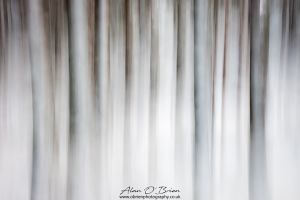 Winter Pines