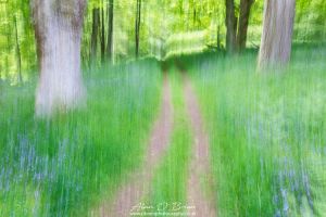 Woodland Trail Dores