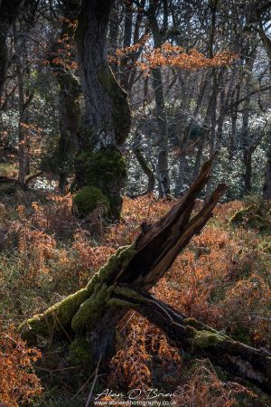 Aldourie Woods